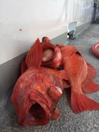 Coral Sea 3/4 Day Charter 6.18.16-1