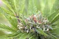 A blooming marijuana flower. Prospective medical marijuana business owners in Humboldt County have until the end of the year to apply for a permit.