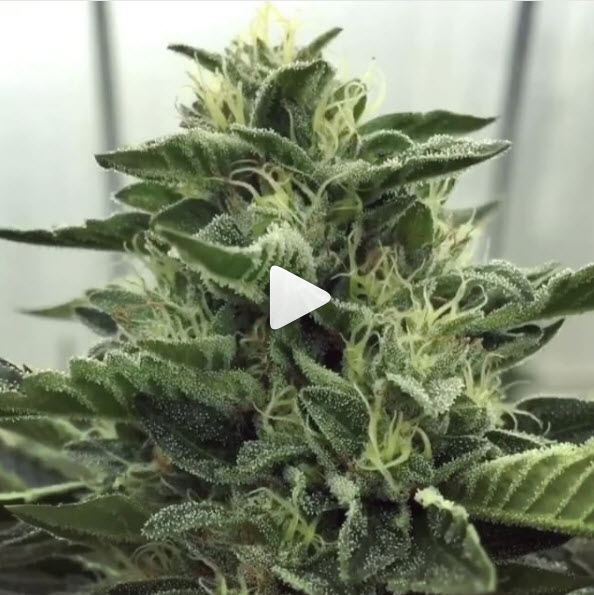 Honeydew Farms Video on Instagram
