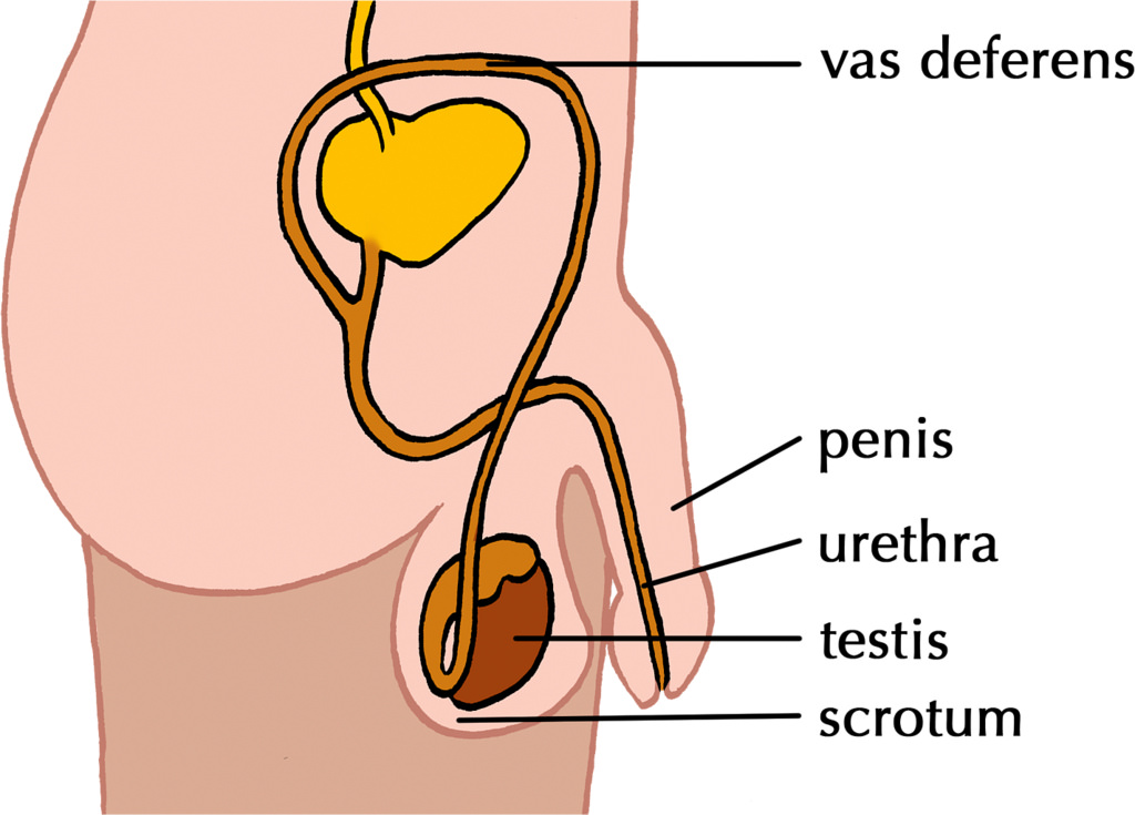 Vas Deferens Simple Diagram