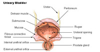 Botox for Overactive Bladder Santa Barbara Urologist David Laub Botox for Overactive Bladder Santa Barbara Urologist David Laub