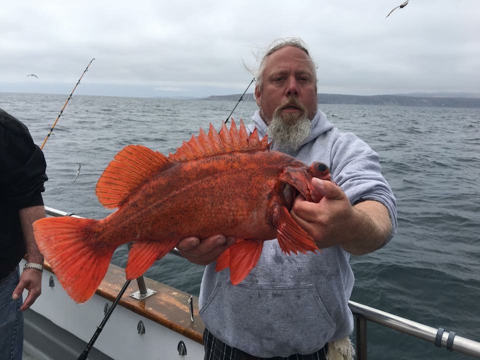Lingcod & Rockfish Limits! Stardust Sportsfishing Santa Barbara Ventura