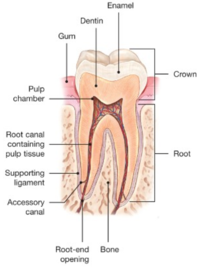 Root Canals-Endodontic Treatment Santa Barbara Dental Spa Root Canals-Endodontic Treatment Santa Barbara Dental Spa