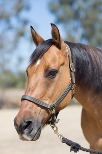 Stories From The Barn - February 1, 2018-1 Stories From The Barn - February 1, 2018-1