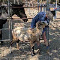 Stories From The Barn -  February 1, 2018-2