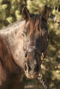 Stories From The Barn - February 1, 2018-3 Stories From The Barn - February 1, 2018-3
