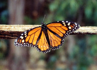 Attract Butterflies with HFF!