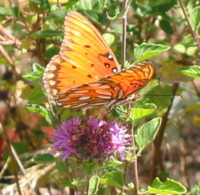 Integrated Pest Management - Butterflies