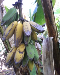 Backyard Harvest Banana