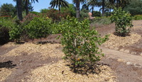 Fruit Tree Planting 1