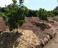 Fruit Tree Planting 2
