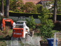 Fruit Tree Gopher Protection