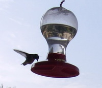 Hummingbird Closeup