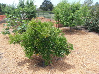 Fruit Trees