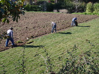 Professional Lawn Removal