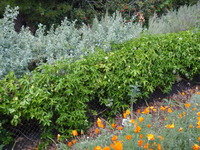 Passion Fruit Privacy Hedges