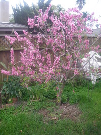 Peach Tree - Flowering