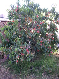 Peach Tree - Ripe Fruit