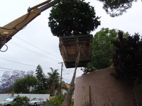 Planting Big Tree Over Wall