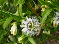 Passion Flower Plantings