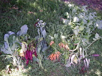 Vegetable Harvest