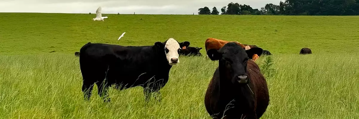 6 bons motivos para diversificar seus investimentos em Fazendas no Uruguai!