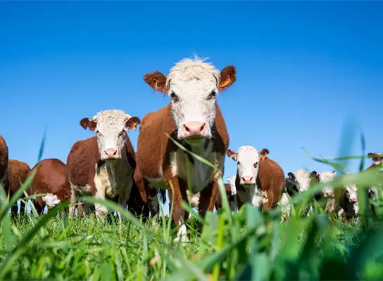 Dólar em baixa frente ao real