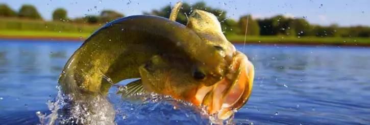 Imagem: Mato Grosso...