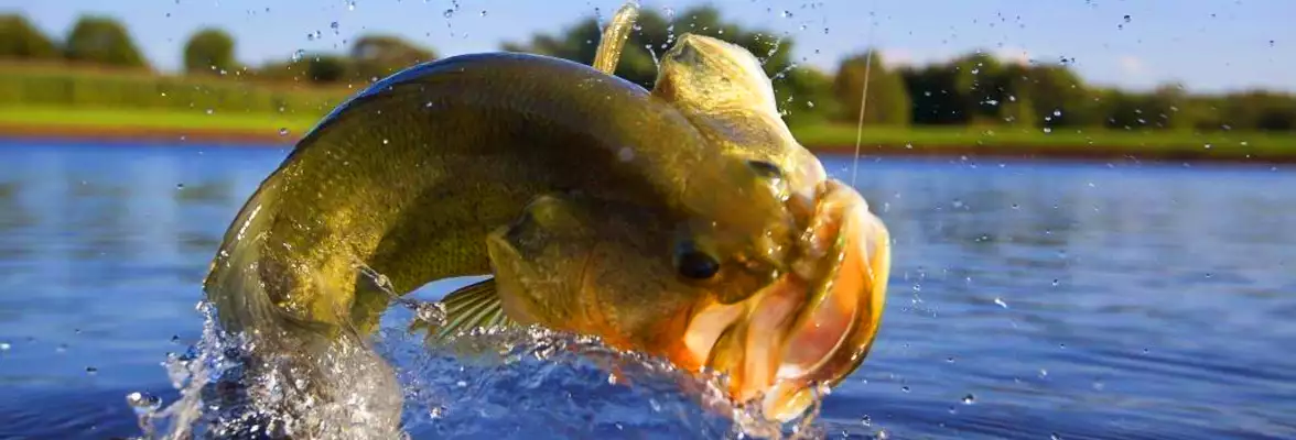 Mato Grosso Sanciona Lei do Transporte Zero Para Combater A Pesca Predatória