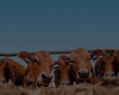 Foto de Fazendas no Uruguai