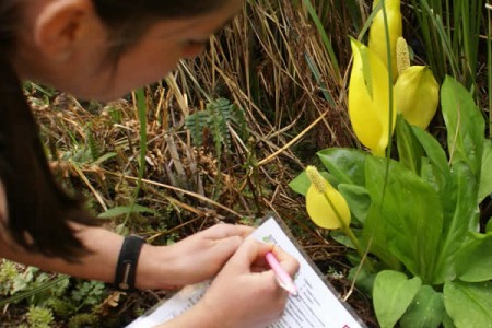 <em>Project BudBurst</em>: Citizen Scientists Track Seasonal Plant Changes
