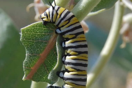 The <em>Monarch Larva Monitoring Project</em>: Citizen Scientists Monitor Monarch Butterflies