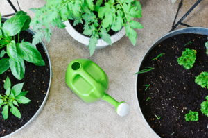 Container Gardening