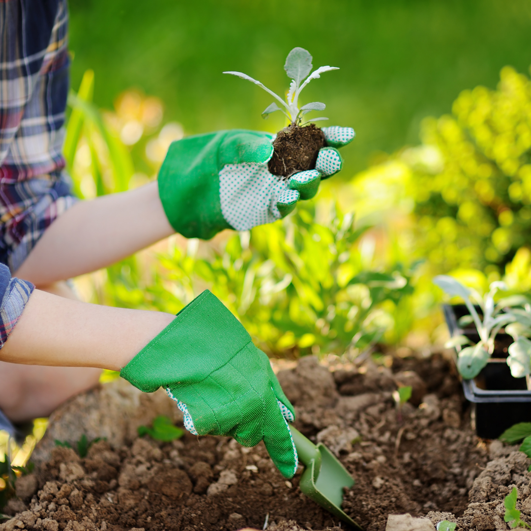 Summer Garden Maintenance SkillPop