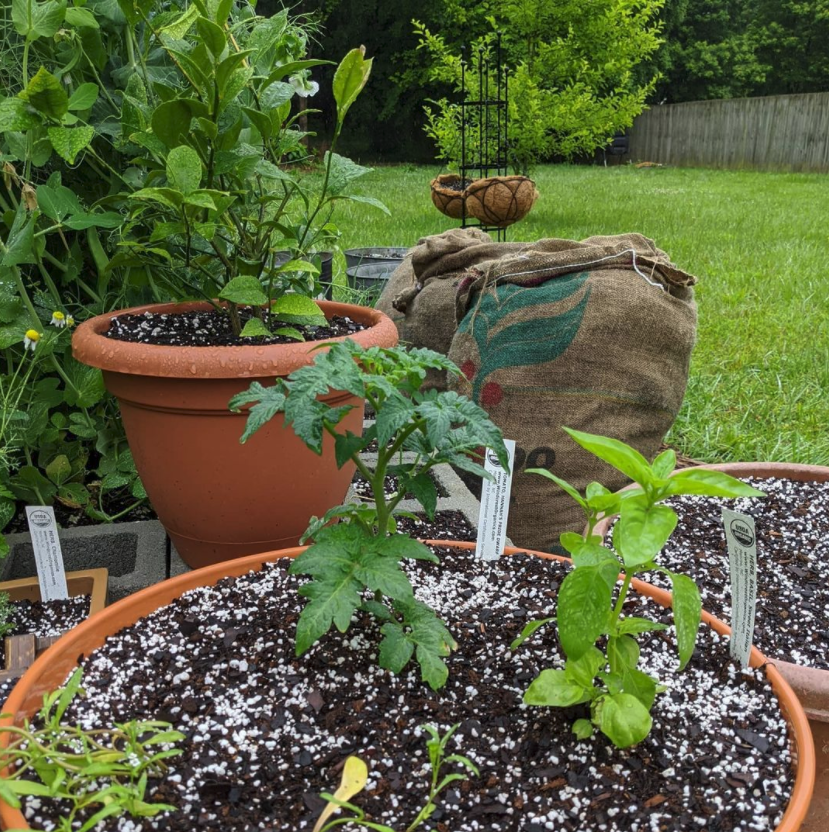 Summer Gardening Basics