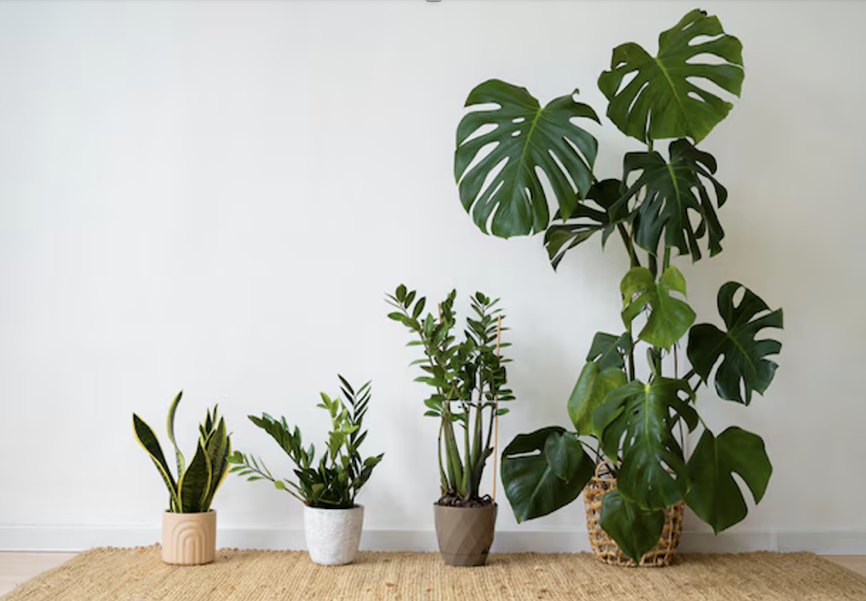 How to Care for Houseplants