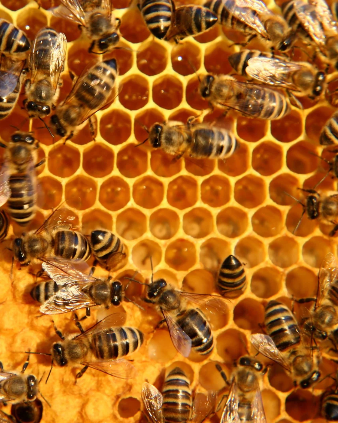 Beekeeping & Beeswax Candles