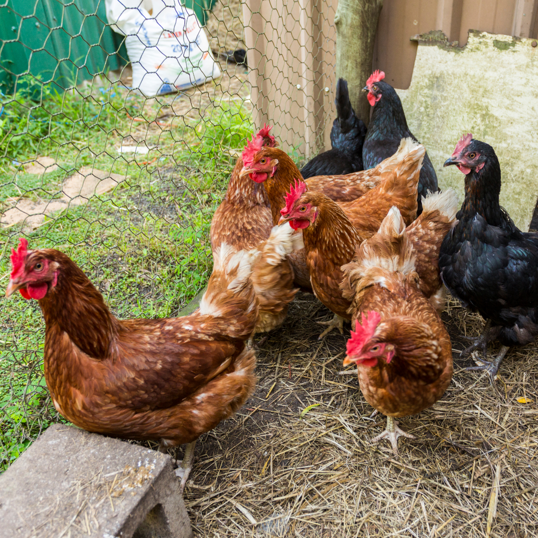 Backyard Chicken Basics