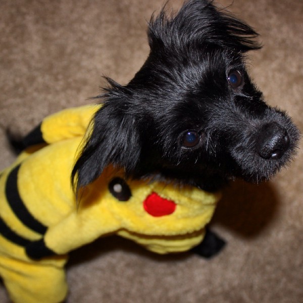 Is Your Furry Pet Really Beneficial to Your Health? Thrive Global