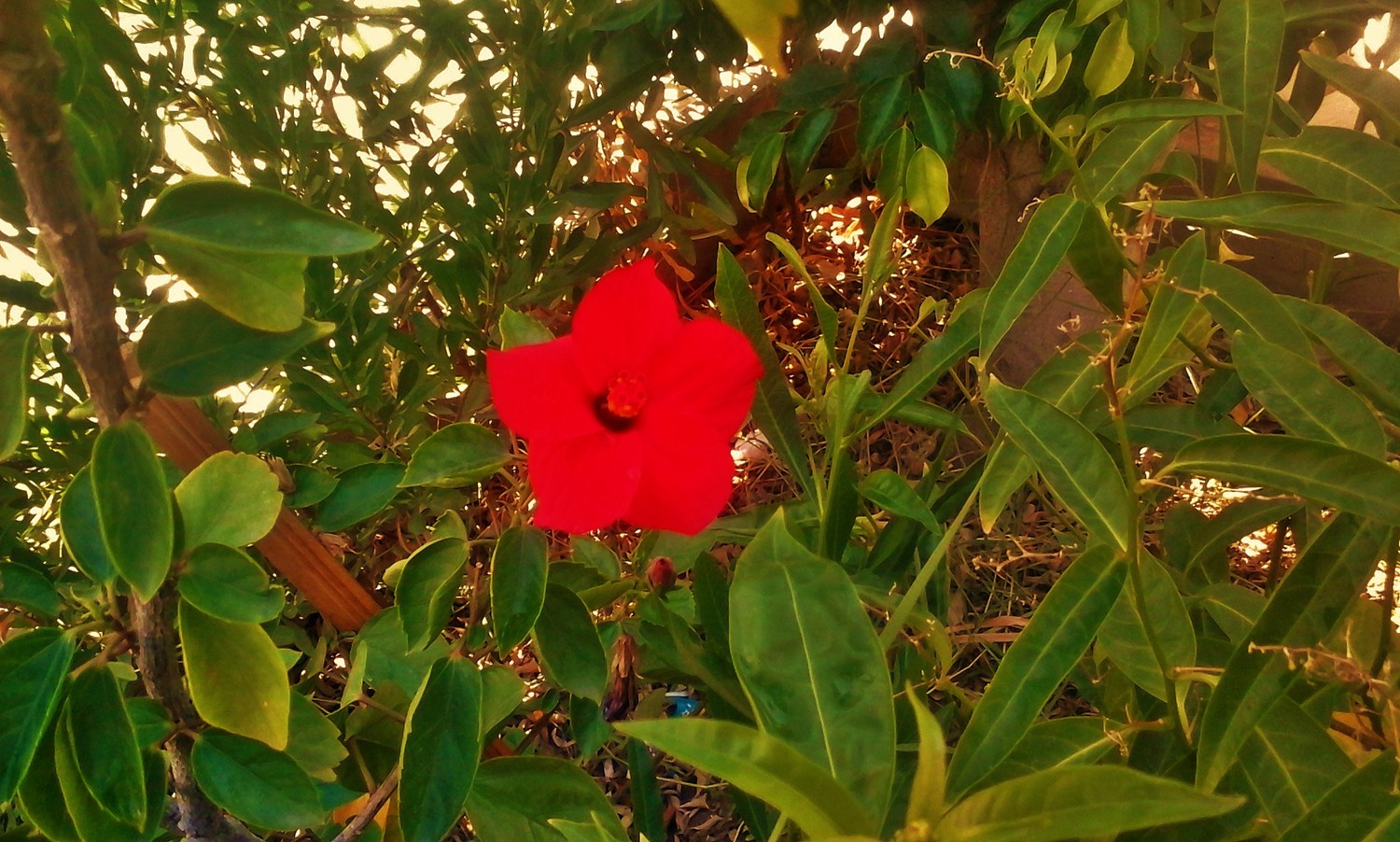 Maidens Dream In Gardens! Thrive Global