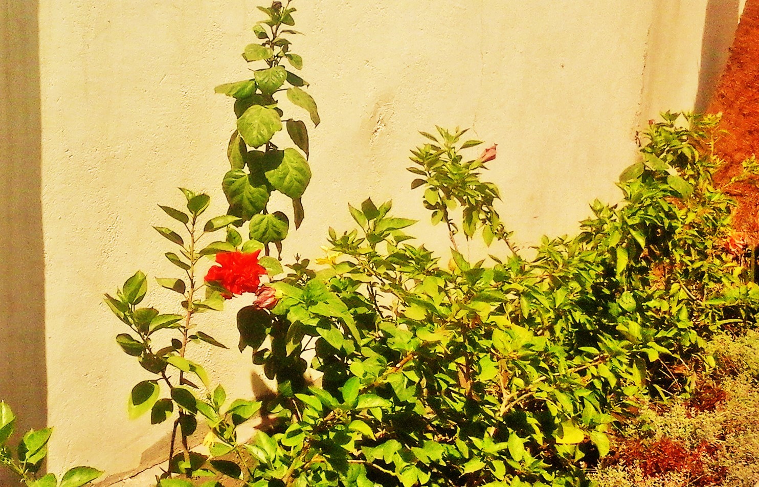 Maidens Dream In Gardens! Thrive Global