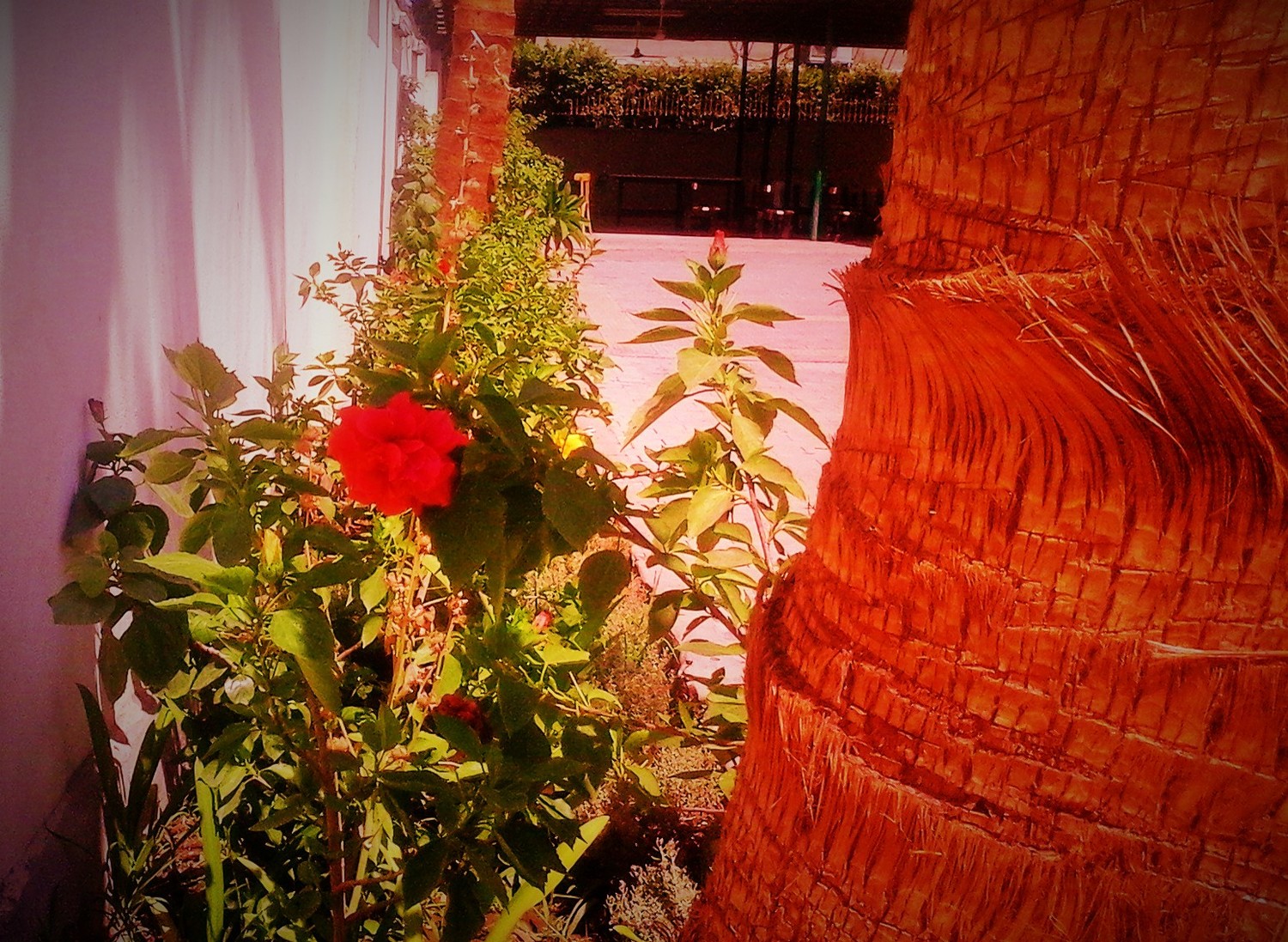 Maidens Dream In Gardens! Thrive Global