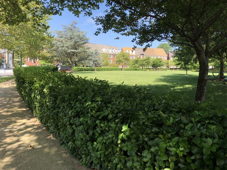  A view of hedges from my run today. #lindsayontherun 