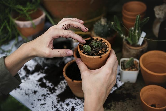 Urban Greening Program