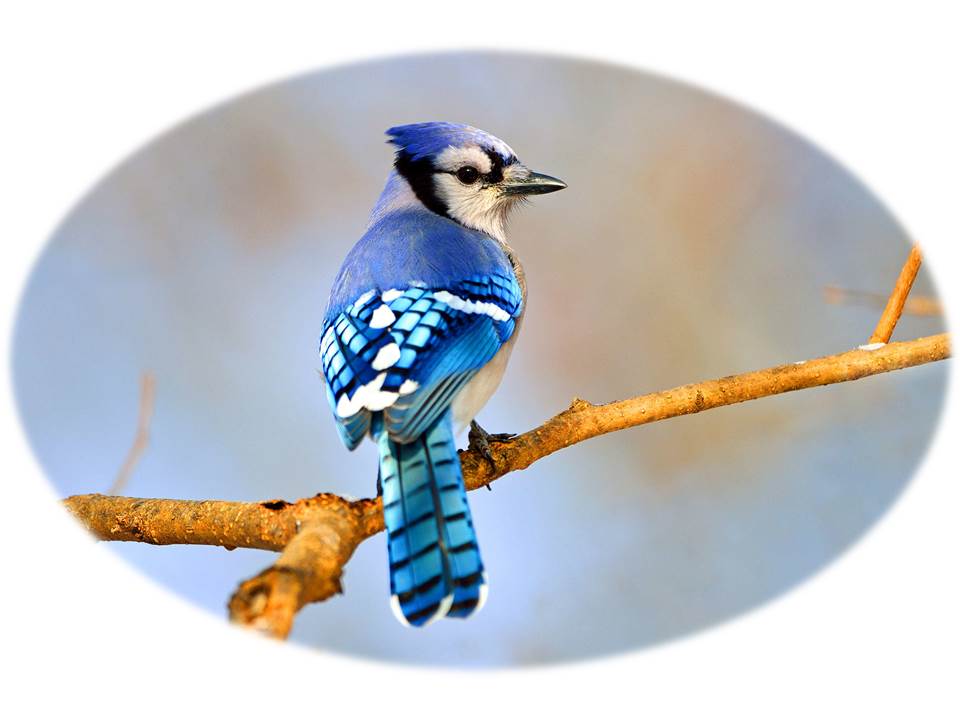 BlueJays Holdings LLC
