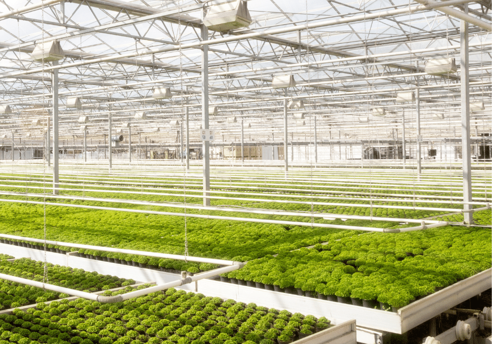 Greenhouse temperature monitoring
