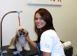 Dog grooming Austin