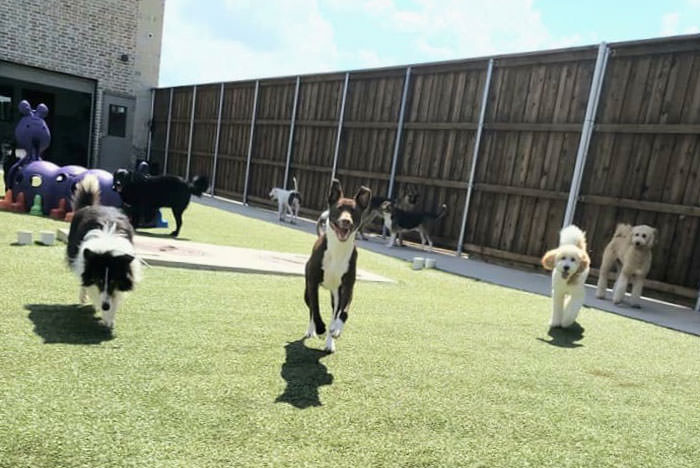 Dog obedience training