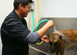 Dog grooming Austin TX