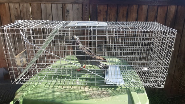 Bird Removal